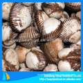 Frozen boiled blood clam meat